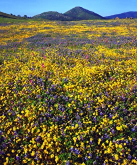 USA, California, Cuyamaca Rancho State Park, San Diego
