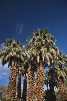 Palms Prints: USA, California, Death Valley National Park