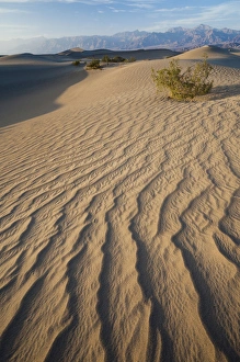 Images Dated 15th April 2011: USA, California, Death Valley National Park, Mesquite Flat Sand Dunes, late afternoon