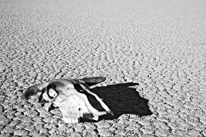 Images Dated 11th February 2006: USA, California, Death Valley National Park. Weathered cow skull at the Racetrack