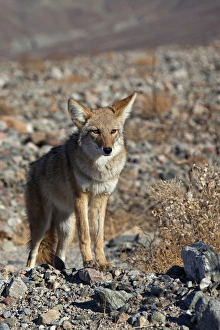 Images Dated 26th November 2014: USA, California, Death Valley National Park. A coyote in the wild at Death Valley