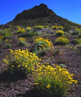 Images Dated 6th May 2014: USA; California; Death Valley National Park. Brittlebush Wildflowers in Death Valley