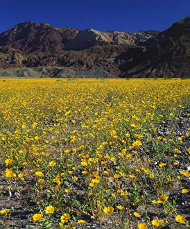 Images Dated 6th May 2014: USA, California, Death Valley National Park