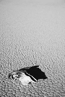 Images Dated 11th February 2006: USA, California, Death Valley National Park. Weathered cow skull at the Racetrack