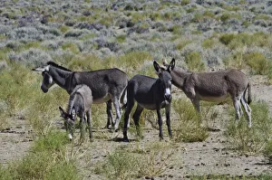Death Valley Prints: USA, California. Death Valley National Park, Butte Valley Road, Wild Burros