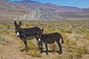 Burro Prints: USA, California, Death Valley National Park, Butte Valley Road, Wild Burros
