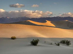 Death Valley Prints: USA, California. Death Valley National Park, Mesquite Flats Sand Dunes, blowing sand