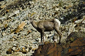 Death Valley Prints: USA, California. Death Valley National Park Warm Springs Canyon, Big Horn Sheep