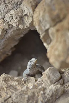 USA, California, Death Valley, Small lizard on the rock, Titus Canyon USA, California, Death Valley, Small lizard on the rock, Titus Canyon