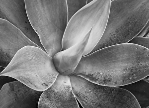 Images Dated 21st November 2011: USA California Del Mar Succulents