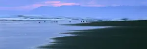 Last Light Prints: USA, California, Del Norte Co. Shore birds peck for their dinner along the Pacific