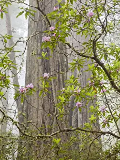 Images Dated 31st May 2014: USA, California, Del Norte Coast Redwoods State Park, Blooming rhododendrons in fog