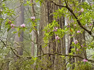 Highway 101 Prints: USA, California, Del Norte Coast Redwoods State Park, Blooming rhododendrons in fog
