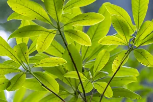 Images Dated 14th August 2021: USA, California, Del Norte Coast Redwoods State Park. Backlit rhododendron foliage