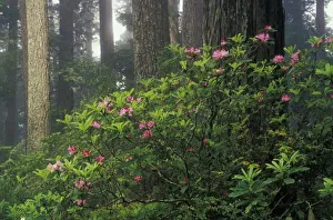 Mystical Prints: USA, California, Del Norte, Redwoods St. Park, Rhoddy and Redwoods