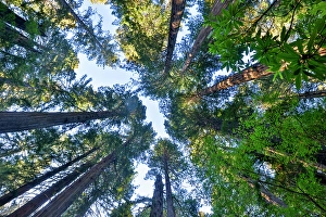 Images Dated 16th September 2024: USA, California. Del Norte Redwoods State Park springtime looking up into Redwoods