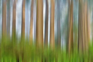 Images Dated 8th June 2024: USA, California. Del Norte Redwoods State Park springtime with motion blur redwoods and rhododendrons