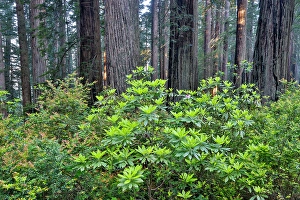 Images Dated 16th September 2024: USA, California. Del Norte Redwoods State Park springtime with redwoods and rhododendrons