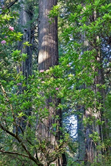 Images Dated 16th September 2024: USA, California. Del Norte Redwoods State Park springtime with redwoods and rhododendrons