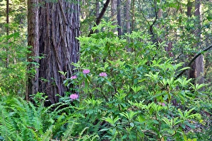 Images Dated 16th September 2024: USA, California. Del Norte Redwoods State Park springtime with redwoods and rhododendrons