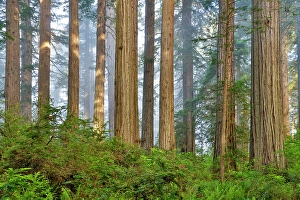 Images Dated 8th June 2024: USA, California. Del Norte Redwoods State Park springtime with redwoods and rhododendrons
