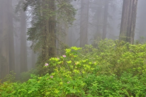 Images Dated 16th September 2024: USA, California. Del Norte Redwoods State Park springtime with redwoods and rhododendrons