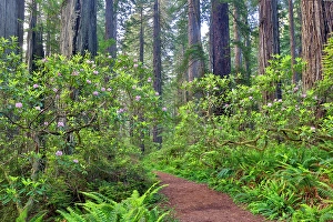 Images Dated 8th June 2024: USA, California. Del Norte Redwoods State Park springtime with redwoods and rhododendrons