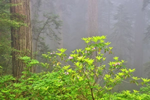 Images Dated 16th September 2024: USA, California. Del Norte Redwoods State Park springtime with redwoods and rhododendrons
