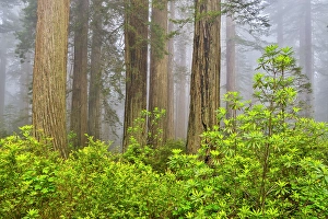 Images Dated 16th September 2024: USA, California. Del Norte Redwoods State Park springtime with redwoods and rhododendrons