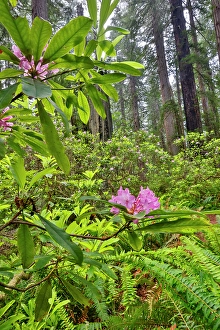 Images Dated 9th June 2024: USA, California. Del Norte Redwoods State Park springtime with redwoods and rhododendrons