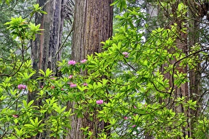 Images Dated 16th September 2024: USA, California. Del Norte Redwoods State Park springtime with redwoods and rhododendrons