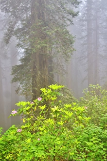 Images Dated 16th September 2024: USA, California. Del Norte Redwoods State Park springtime with redwoods and rhododendrons