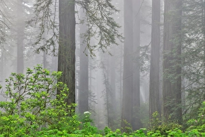 Images Dated 16th September 2024: USA, California. Del Norte Redwoods State Park springtime with redwoods and rhododendrons