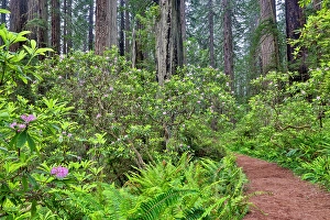 Images Dated 16th September 2024: USA, California. Del Norte Redwoods State Park springtime with redwoods and rhododendrons