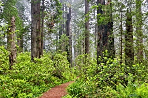 Images Dated 9th June 2024: USA, California. Del Norte Redwoods State Park springtime with redwoods and rhododendrons