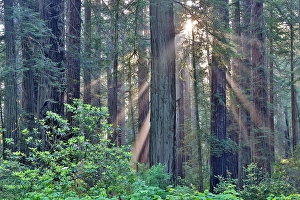 Rhododendron Prints: USA, California. Del Norte Redwoods State Park springtime with sunbeams coming through redwoods and rhododendrons