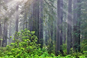 Images Dated 16th September 2024: USA, California. Del Norte Redwoods State Park springtime with sunbeams coming through redwoods and rhododendrons