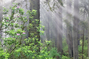 Images Dated 16th September 2024: USA, California. Del Norte Redwoods State Park springtime with sunbeams coming through redwoods and rhododendrons