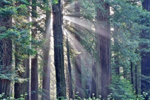 Images Dated 8th June 2024: USA, California. Del Norte Redwoods State Park springtime with sunbeams coming through redwoods and rhododendrons