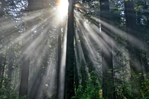Images Dated 16th September 2024: USA, California. Del Norte Redwoods State Park springtime with sunbeams coming through redwoods and rhododendrons