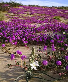 Verbena Prints: USA; California; A Desert Lily and Sand Verbena Wildflowers in Anza Borrego Desert