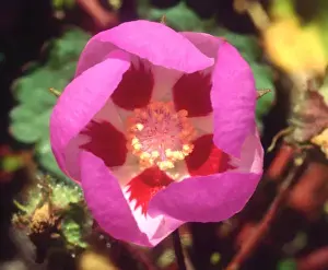 USA; California; Desert Five Spot Wildflower in Death Valley National Park