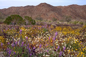 Abundant Prints: USA, California, Desert Wildflowers in Joshua Tree National Park