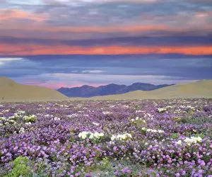 Verbena Prints: USA, California, Dumont Dunes. Sand verbena and dune primrose wildflowers at sunset