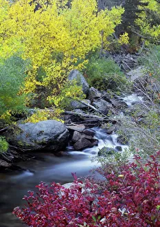 Brook Prints: USA, California, Eastern Sierra, Bishop Creek during autumn