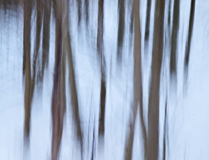 Sierras Prints: USA, California, Eastern Sierra, Mammoth Lakes, Abstract of young aspen trees in