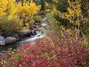 Images Dated 26th September 2009: USA, California, Eastern Sierra, North Fork of Bishop Creek