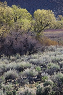 Images Dated 17th April 2011: USA, California, Eastern Sierra Nevada Area, Bishop, landscape of the Pleasant Valey