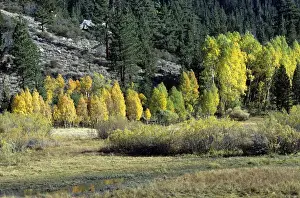 Images Dated 5th February 2010: USA, California, eastern Sierra Nevada Mountains with autumn color