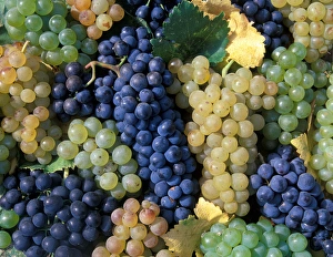 Images Dated 19th April 2005: USA, California, Edna Valley Ava, San Luis Obispo. Syrah, Cabernet Sauvignon, Merlot